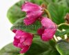 African Violet RED TULIP - KRASNYY TYULPAN 